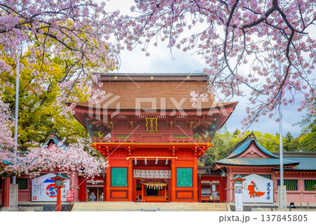 Fujisan Hongu Sengen Taisha Shinto Shrine where cherry blossoms are blooming on a rainy day at Shizuoka, Japan. Fujisan Hongu Sengen Taisha Shinto Shrine where cherry blossoms are blooming on a rainy day at Shizuoka, Japan. 137845805