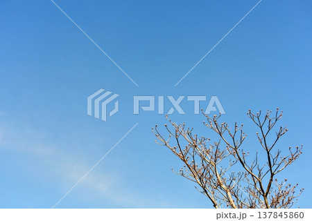 カンヒザクラのツボミと青空 137845860