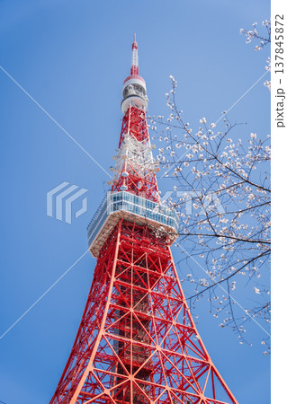 「東京都」快晴の青空に映える東京タワーと桜 港区 「東京都」快晴の青空に映える東京タワーと桜 港区 137845872