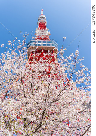 「東京都」快晴の青空に映える東京タワーと桜　港区 137845880