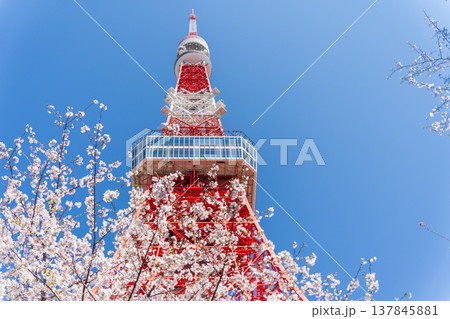 「東京都」快晴の青空に映える東京タワーと桜　港区 137845881