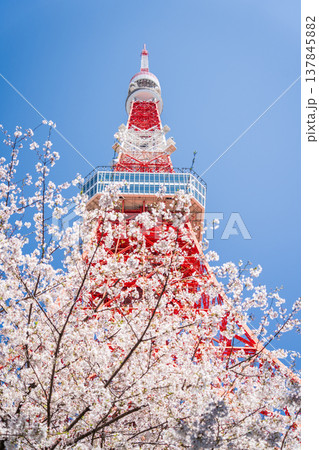 「東京都」快晴の青空に映える東京タワーと桜 港区 「東京都」快晴の青空に映える東京タワーと桜 港区 137845882