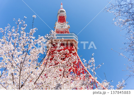 「東京都」快晴の青空に映える東京タワーと桜　港区 137845883