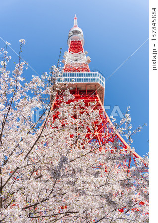 「東京都」快晴の青空に映える東京タワーと桜　港区 137845884