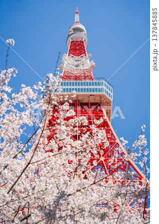 「東京都」快晴の青空に映える東京タワーと桜　港区 137845885