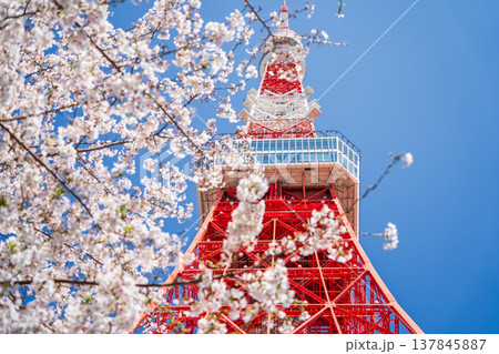 「東京都」快晴の青空に映える東京タワーと桜 港区 「東京都」快晴の青空に映える東京タワーと桜 港区 137845887