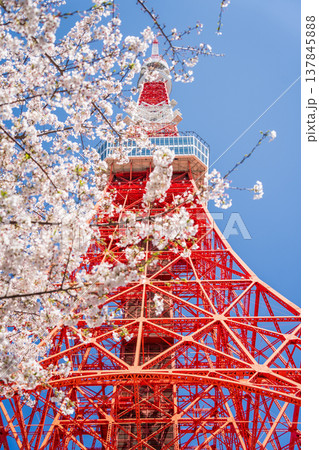 「東京都」快晴の青空に映える東京タワーと桜 港区 「東京都」快晴の青空に映える東京タワーと桜 港区 137845888