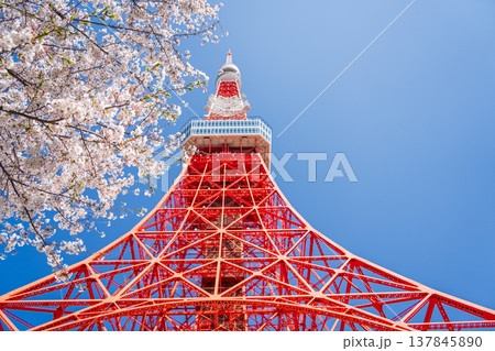 「東京都」快晴の青空に映える東京タワーと桜　港区 137845890
