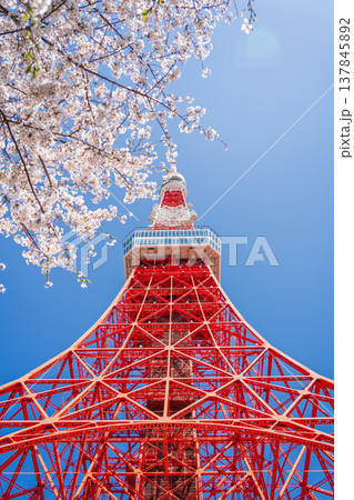 「東京都」快晴の青空に映える東京タワーと桜 港区 「東京都」快晴の青空に映える東京タワーと桜 港区 137845892