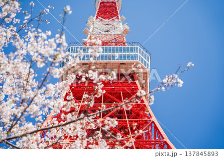 「東京都」快晴の青空に映える東京タワーと桜 港区 「東京都」快晴の青空に映える東京タワーと桜 港区 137845893