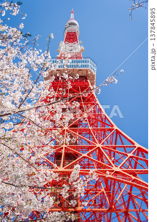 「東京都」快晴の青空に映える東京タワーと桜 港区 「東京都」快晴の青空に映える東京タワーと桜 港区 137845895