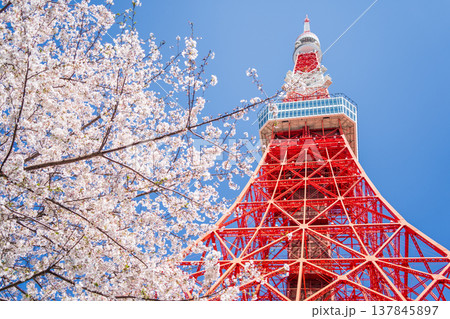 「東京都」快晴の青空に映える東京タワーと桜　港区 137845897