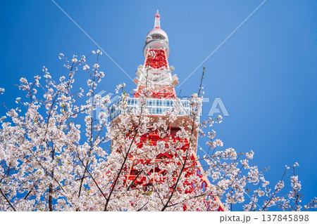「東京都」快晴の青空に映える東京タワーと桜 港区 「東京都」快晴の青空に映える東京タワーと桜 港区 137845898