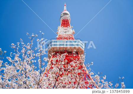 「東京都」快晴の青空に映える東京タワーと桜 港区 「東京都」快晴の青空に映える東京タワーと桜 港区 137845899