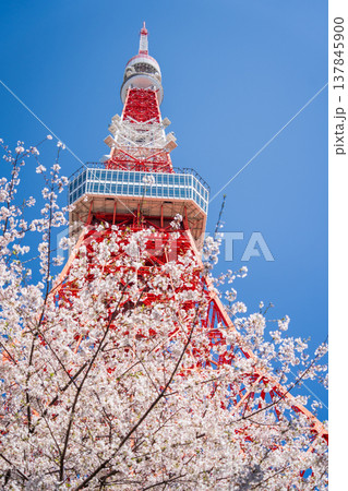 「東京都」快晴の青空に映える東京タワーと桜 港区 「東京都」快晴の青空に映える東京タワーと桜 港区 137845900