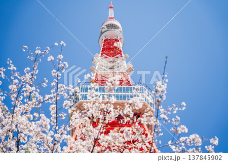 「東京都」快晴の青空に映える東京タワーと桜 港区 「東京都」快晴の青空に映える東京タワーと桜 港区 137845902