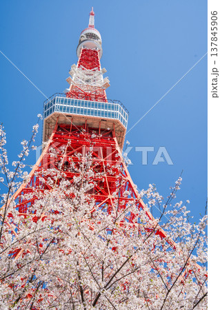 「東京都」快晴の青空に映える東京タワーと桜 港区 「東京都」快晴の青空に映える東京タワーと桜 港区 137845906