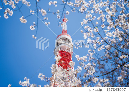 「東京都」快晴の青空に映える東京タワーと桜　港区 137845907