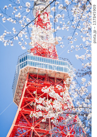 「東京都」快晴の青空に映える東京タワーと桜 港区 「東京都」快晴の青空に映える東京タワーと桜 港区 137845909