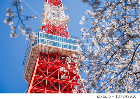 「東京都」快晴の青空に映える東京タワーと桜 港区 「東京都」快晴の青空に映える東京タワーと桜 港区 137845910