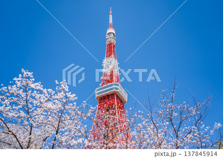 「東京都」快晴の青空に映える東京タワーと桜　港区 137845914