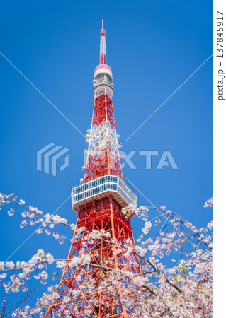 「東京都」快晴の青空に映える東京タワーと桜　港区 137845917