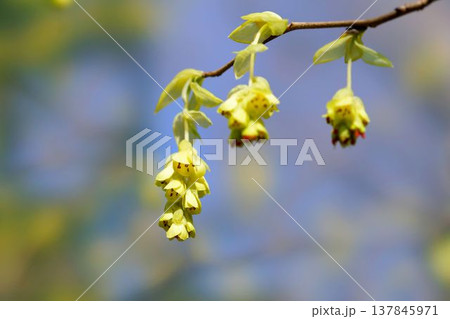 トサミズキ トサミズキ 137845971