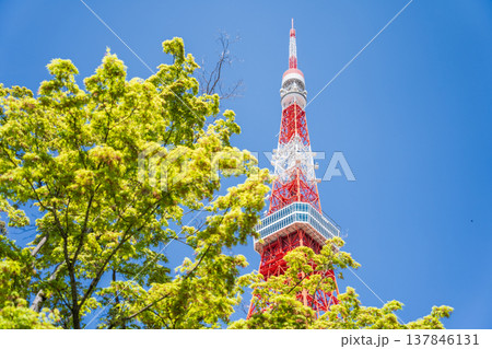 「東京都」東京タワーと新緑の風景 港区 「東京都」東京タワーと新緑の風景 港区 137846131