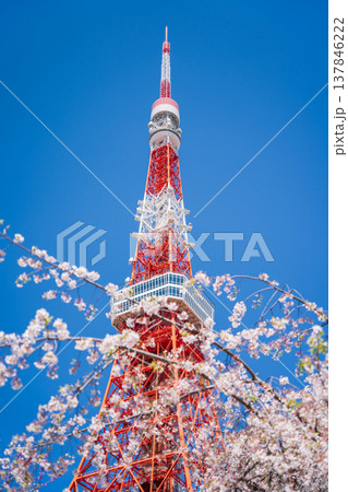 「東京都」快晴の青空に映える東京タワーと桜の風景 港区 「東京都」快晴の青空に映える東京タワーと桜の風景 港区 137846222