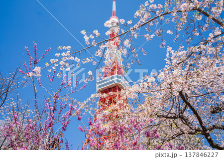 「東京都」快晴の青空に映える東京タワーと桜の風景 港区 「東京都」快晴の青空に映える東京タワーと桜の風景 港区 137846227