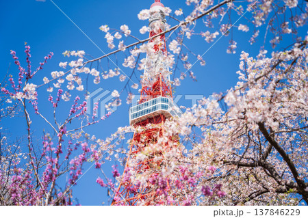 「東京都」快晴の青空に映える東京タワーと桜の風景 港区 「東京都」快晴の青空に映える東京タワーと桜の風景 港区 137846229