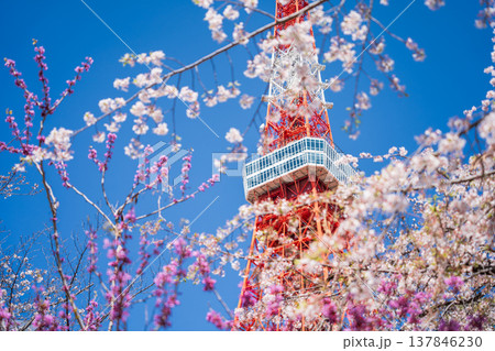 「東京都」快晴の青空に映える東京タワーと桜の風景 港区 「東京都」快晴の青空に映える東京タワーと桜の風景 港区 137846230