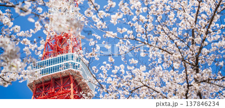 「東京都」快晴の青空に映える東京タワーと桜の風景 港区 「東京都」快晴の青空に映える東京タワーと桜の風景 港区 137846234