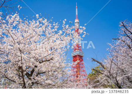 「東京都」快晴の青空に映える東京タワーと桜の風景 港区 「東京都」快晴の青空に映える東京タワーと桜の風景 港区 137846235
