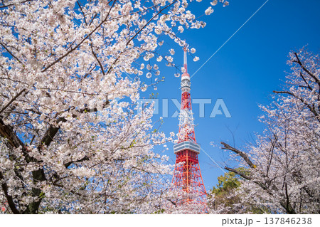 「東京都」快晴の青空に映える東京タワーと桜の風景 港区 「東京都」快晴の青空に映える東京タワーと桜の風景 港区 137846238