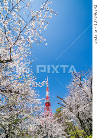 「東京都」快晴の青空に映える東京タワーと桜の風景 港区 「東京都」快晴の青空に映える東京タワーと桜の風景 港区 137846242