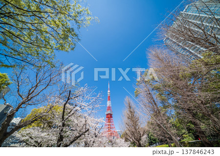 「東京都」快晴の青空に映える東京タワーと桜の風景 港区 「東京都」快晴の青空に映える東京タワーと桜の風景 港区 137846243