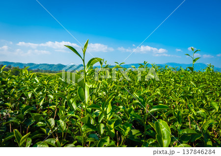 Tea leaves in tea plantation at choui fong farm Chiang Rai, Thailand is Top tourist destinations and Landmark of Chiang Rai Tea leaves in tea plantation at choui fong farm Chiang Rai, Thailand is Top tourist destinations and Landmark of Chiang Rai 137846284