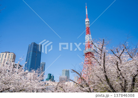 「東京都」快晴の青空に映える東京タワーと桜の風景 港区 「東京都」快晴の青空に映える東京タワーと桜の風景 港区 137846308