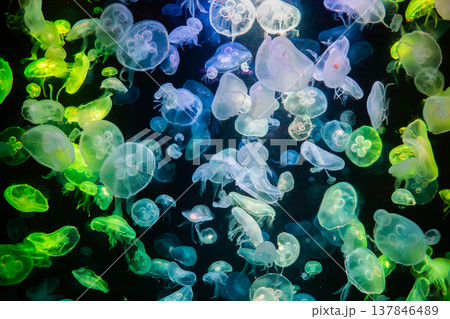 Many jellyfish change color according to the colorful light, very beautiful. Abstract copy space background Many jellyfish change color according to the colorful light, very beautiful. Abstract copy space background 137846489