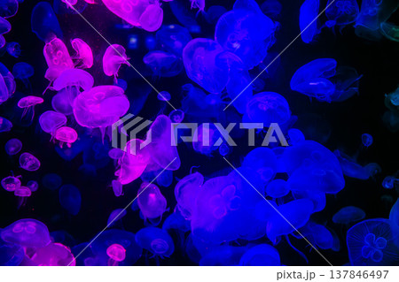 Many jellyfish change color according to the colorful light blue pink red, very beautiful. Abstract copy space background 137846497