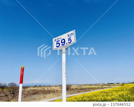 菜の花の絨毯が広がる関宿城にある海から59.5kmの距離標_海から59.5km_千葉県野田市関宿城 137846552