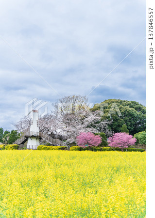 「埼玉県」見晴公園の風車と菜の花畑の風景　さいたま市 137846557