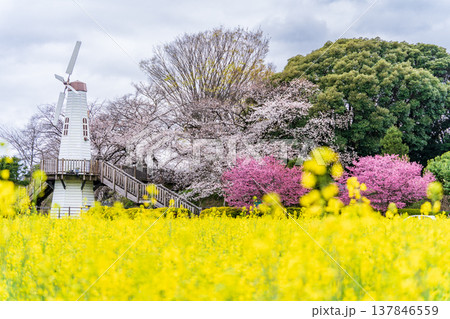「埼玉県」見晴公園の風車と菜の花畑の風景　さいたま市 137846559