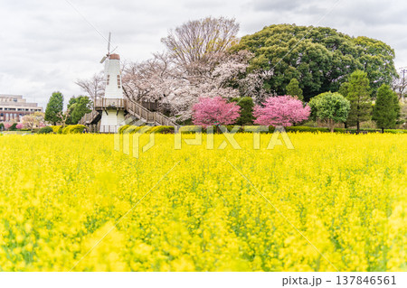 「埼玉県」見晴公園の風車と菜の花畑の風景 さいたま市 「埼玉県」見晴公園の風車と菜の花畑の風景 さいたま市 137846561