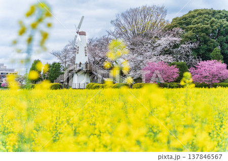 「埼玉県」見晴公園の風車と菜の花畑の風景　さいたま市 137846567