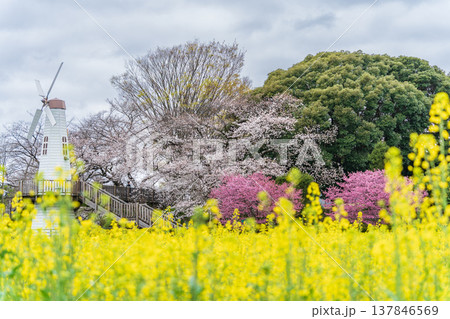 「埼玉県」見晴公園の風車と菜の花畑の風景 さいたま市 「埼玉県」見晴公園の風車と菜の花畑の風景 さいたま市 137846569