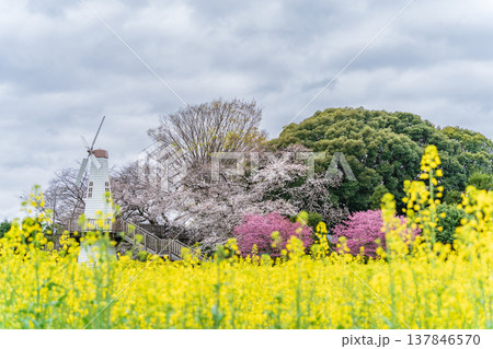 「埼玉県」見晴公園の風車と菜の花畑の風景　さいたま市 137846570