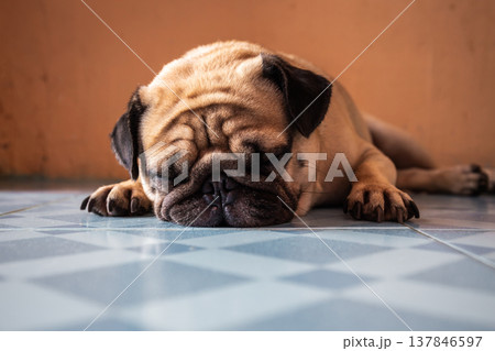 A cute pug dog is sleeping on the floor. Copy space background 137846597
