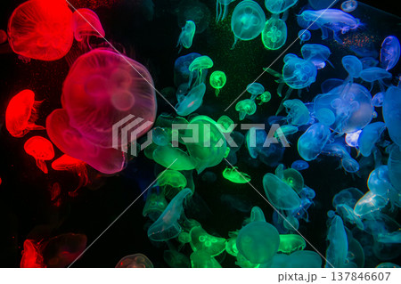 Many jellyfish change color according to the colorful light, very beautiful. Abstract copy space background Many jellyfish change color according to the colorful light, very beautiful. Abstract copy space background 137846607